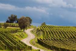 French Vineyard Driving Routes