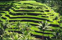 Banaue Rice Terraces