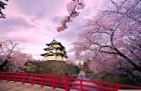 Cherry Blossoms of Japan