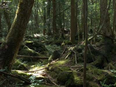 10 of the Most Mysterious Forests across the Globe