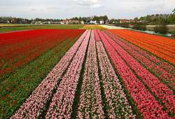 Bollenstreek