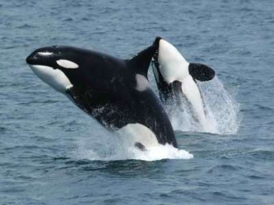 Top 5 Destinations For Whale Watching
