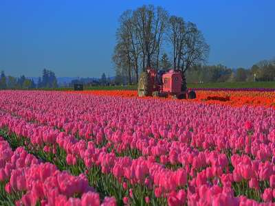 10 of the World's Most Impressive Flower Fields