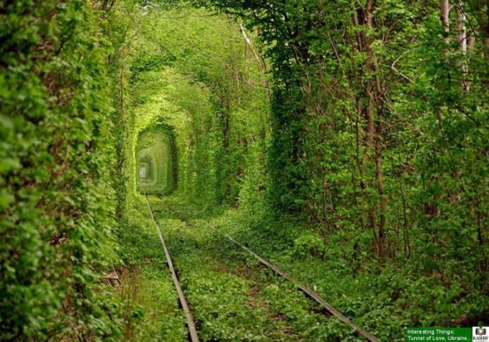 10 of the World's Most Romantic Tree Tunnels