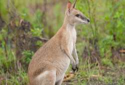 Wallaby