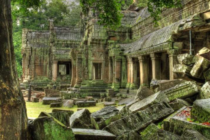 Angkor Wat Tree