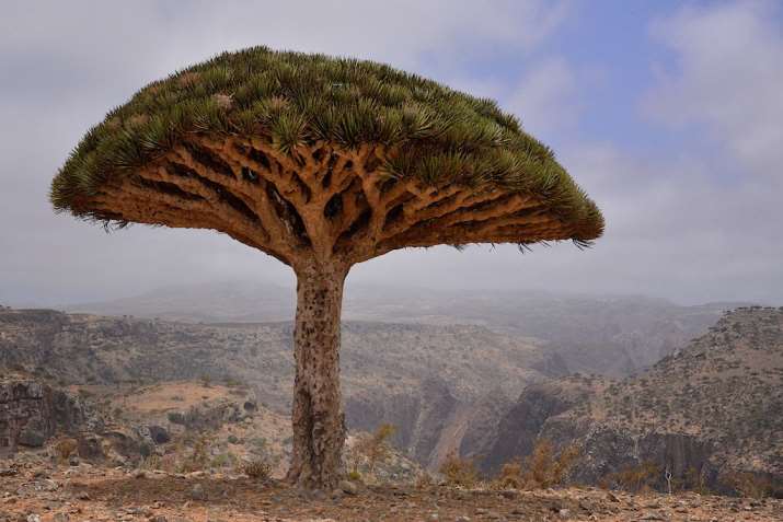 The Socotra Island, Yemen