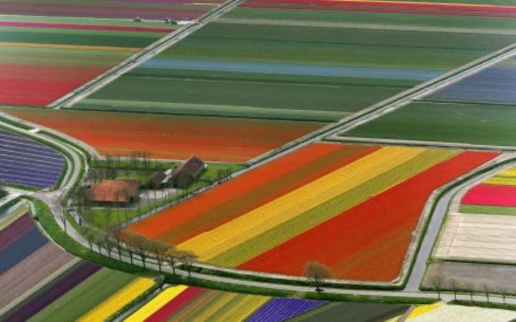 Driving through the Flowers: The Bollenstreek Road Trip, Netherlands